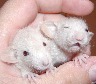 LogieBearXD's profile picture. 