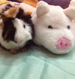 lanastar001's profile picture. 