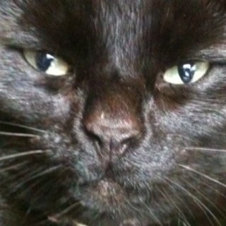 ThornPhoto's profile picture. 