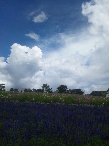 maaayu_meta's profile picture. ねこになりたい。