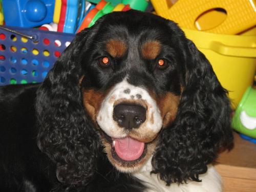 Hello! We are a homeschooling family of eight that love to bless people with puppies from our wonderful English Springer Spaniels.  Visit our site for pics+more