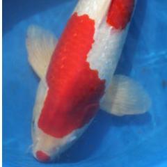 Master fish farmer