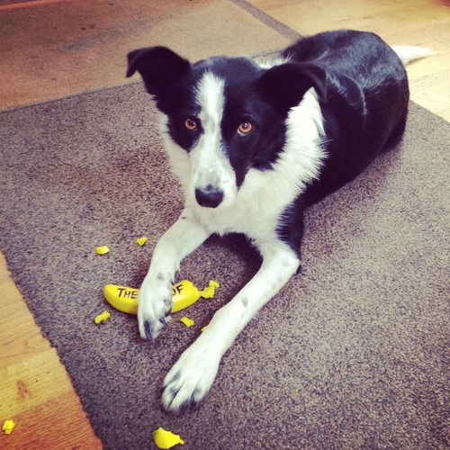 GoApeTimber's profile picture. 6 year old Collie and Best Friend to the MD of @GoApeTribe. Chicken Stalker, Shadow Warrior, Bin Chaser & Adventure Lover!