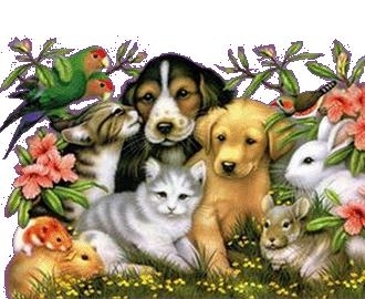 Khapets this site help dogs, cats, kittys and pupies general of different breeds and mixed breed, other services vet and groming pets. Care and healthy animals.