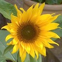 steve hannan - @coder9064 - Twitter