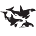 Orca Research Trust (@OrcaTrust) Twitter profile photo