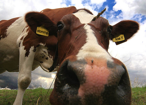 DommeKoeActies's profile picture. Volg ons! En lach je rot!