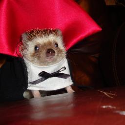 I am an expert in stucco, a veteran in love, and an outlaw in Peru.