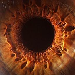 oxygenwar's profile picture. 