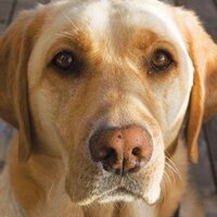 bernadette melmore (@lexthepup) 's Twitter Profile