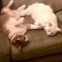 jacqui graham hattam - @jacquigraham1 - Twitter