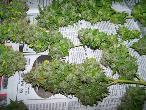 Smoke it if you got it!!! Michigan Weed is goooooood!!!