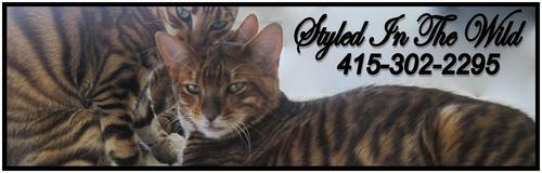 Styled In The Wild- Rare Toyger Cats & Kittens