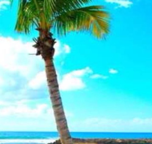 Brownnbaretan's profile picture. 