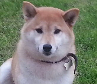 corkyandy's profile picture. just a simple hobo. Call me Mr Bojangals a Celtic fan.