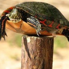 allthingsmusic7's profile picture. 