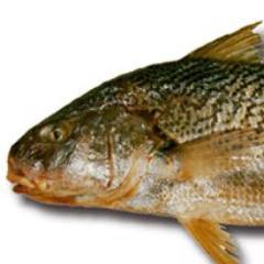 En nuestra web respondemos dudas y preguntas sobre pesca .Clases de pesca , videos de pesca , tecnicas de pesca y mucho mas .