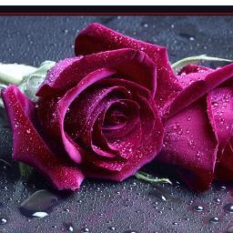 bsom_som's profile picture. جامعه طيبه