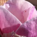 Iris Caceres * - @irisitacc - Twitter