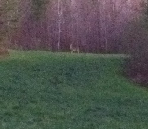 tbone_chan's profile picture. 