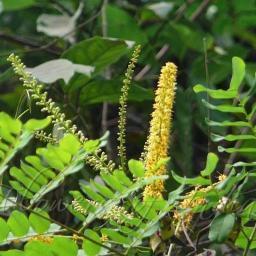 Sandalwood_AU's profile picture. Let the soul whisper to the sounds of music..