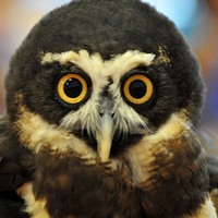 Steve Heaslip (@cctphoto) Twitter profile photo