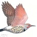 Sacajawea Audubon Society (@sacaaudubon) Twitter profile photo Sacajawea Audubon Society (@sacaaudubon) Twitter profile photo