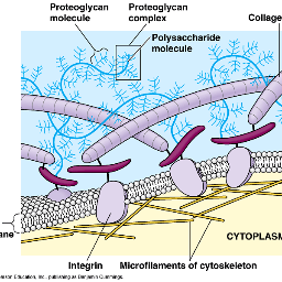 JuliaMcCarthy14's profile picture. providing structure for animal cells