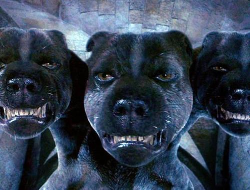 I don't tweet, I bark. I used to guard the philosopher's stone, until some boy called Harry stole it -.-