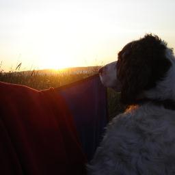 Facilitating Dogs Searching For Their Owners.