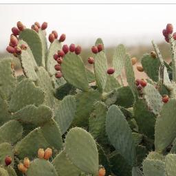 Tepalcate's profile picture. Escribidor de frémitos, permanentemente observado por el Partenón, ansioso por regresar a México y a Grecia e ir a Islandia... Etnohistoriador ENAH.