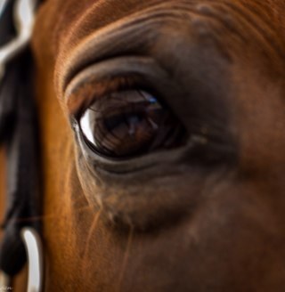 Hyperion Farm Inc is a breeder and trainer of dressage horses and ponies. We specialize in Welsh ponies and Dutch Warmbloods. I also photograph these horses.