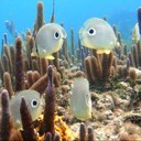 ted helms - @Bisons88 - Twitter