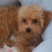 ココたん (@378sanmaru) 's Twitter Profile