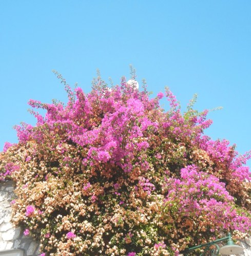 njg4l's profile picture. 