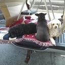 Cara Lea Bryant - @CaraLeaBryant - Twitter