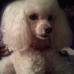 RobinGarner4's profile picture. Hi, I am Robin and this is my very special Toy Poodle Angel.  I am a Department Manager at my Wal-Mart Store.  I have worked @ Wal-Mart for 20 years.