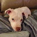 nathan dove - @Dovelikeabird - Twitter