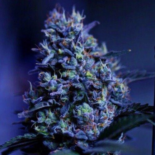 WesleyJoyner's profile picture. 