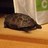 やなぎ