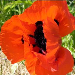 biobeautyro's profile picture. Magazin online de cosmetice bio si organice