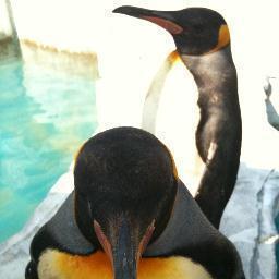 miwanco's profile picture. Penguin LOVE❤︎、Classic MINI、Wine、Craftbeer、青空ワイン、屋外飲み、言語、旅行、仏像、奈良、鹿、読書、手紙、たき火、ダーリンが大好き。嫌いな言葉はタイパ。