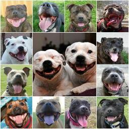 Raising the profile of the #staffie, getting rid of the myths & to showing their true nature. #nannydog #teamstaffie