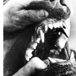 littlebulllee's profile picture. 