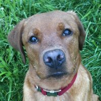 Der Captain (@captain) 's Twitter Profile