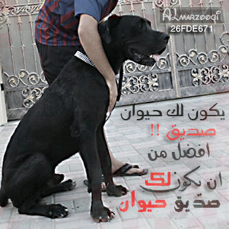 ASa5570's profile picture. قسم بالله إذا سويت Follow ما بتموت ☺..