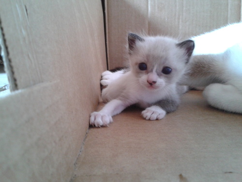 CastelhanoReis's profile picture. Em processo de criação