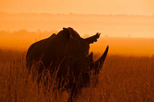 Follow us @saveafricarhino