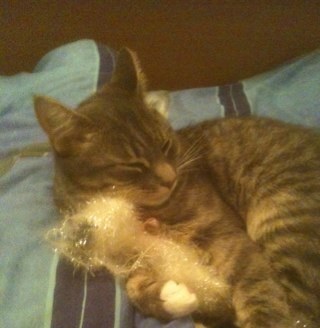 hi i'm a cat who loves rockmusic. AA, ETF, FIR and muse!