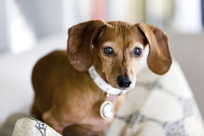 A design blogger with an eye for lasting, livable, luxury interiors who just happens to be a true media hound.